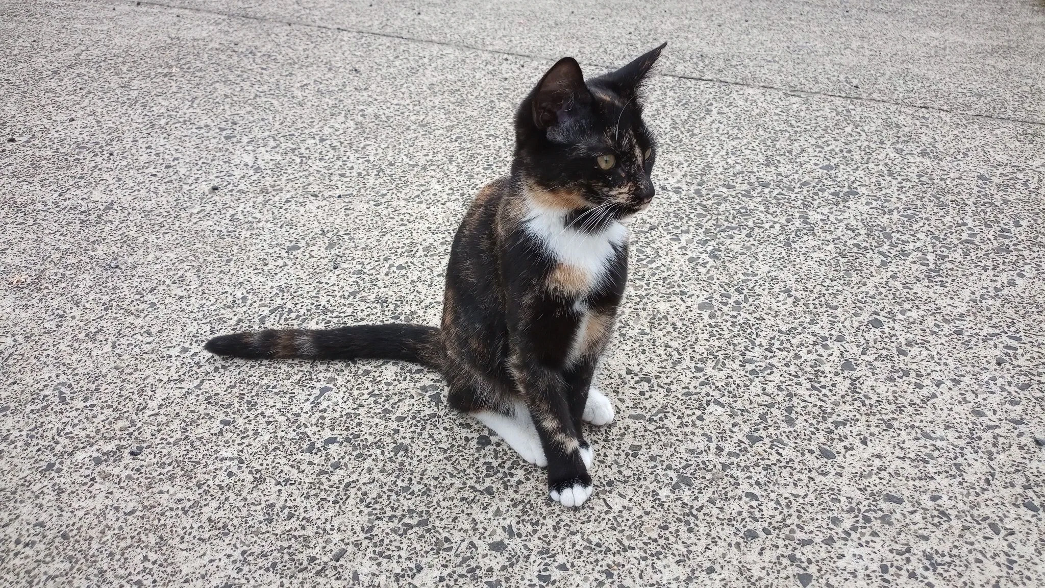 Day 18 of lockdown easter sunday garden maintenance with ferne (1)